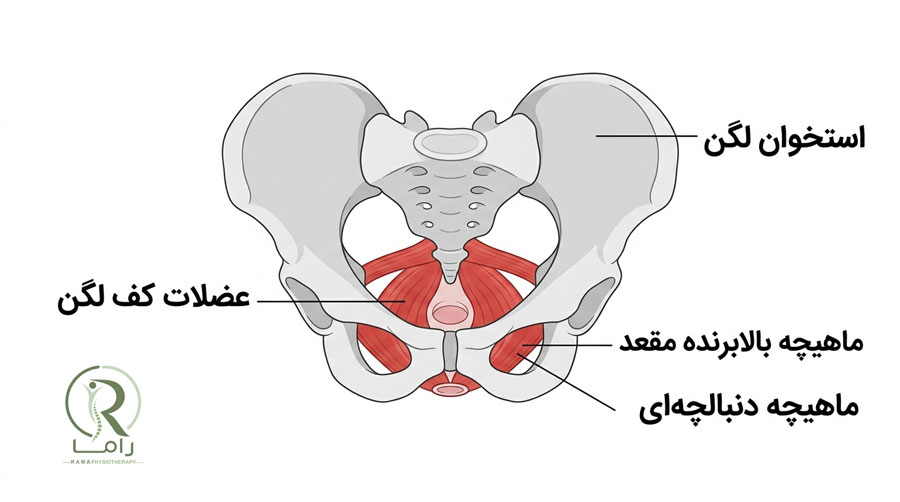 آناتومی ماهیچه کف لگن